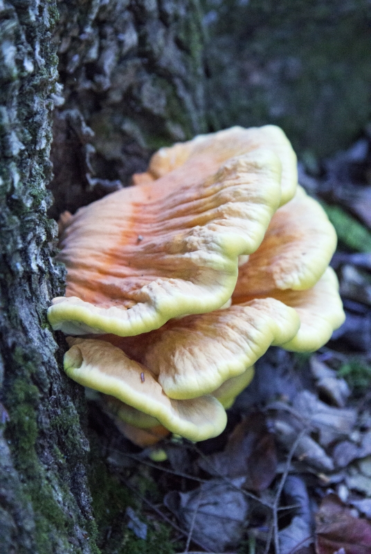 Chicken of the Forest 